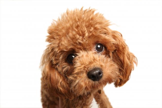 父犬のハウル君(ティーカッププードル)