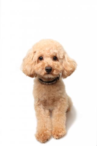 父犬のミナト君