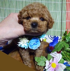 おちゃめなボクちゃん