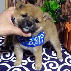 小さな豆柴の男の子