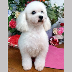 父犬 アウディ