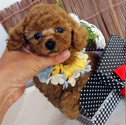 フワフワが魅力的!