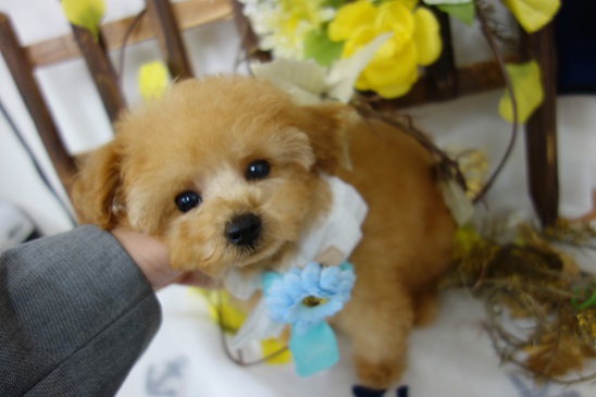 待ってました!アプリコットの最高級の坊や。