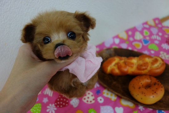 お茶目で愛嬌者🐶