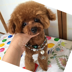 父親犬:ポルシェ1.9?