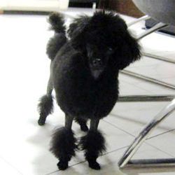 父親犬:悟空1.5?