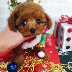 めちゃめちゃ小さいです。