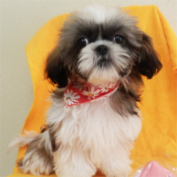 母親犬:シズ