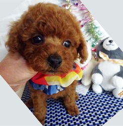 一人っ子の甘えん坊くん
