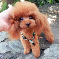 父犬 ベンツ