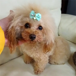 父犬 夢まろ