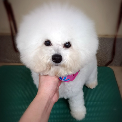 母親犬:ピーチ(ビションフリーゼ)