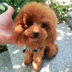 父親犬:ベンツ(レッド)1.2?