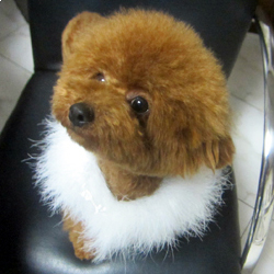 母親犬:キキ(レッド)2.3?