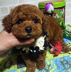 一緒にクリスマスしませんか?