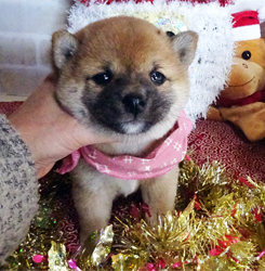 たぬき顔のコロコロ豆柴ちゃん