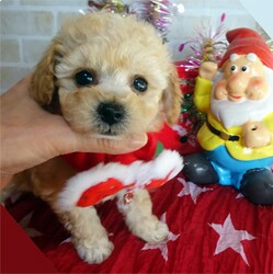 フワフワキュートなビションプーちゃん！