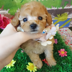 大人しい、可愛い子ちゃん！