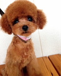 母親犬:羊(レッド)1.5?