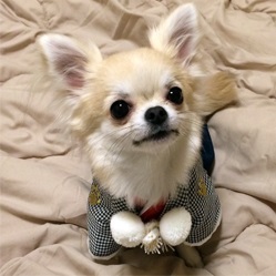 父犬 リヨンくん