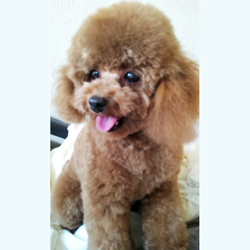父犬 トップ