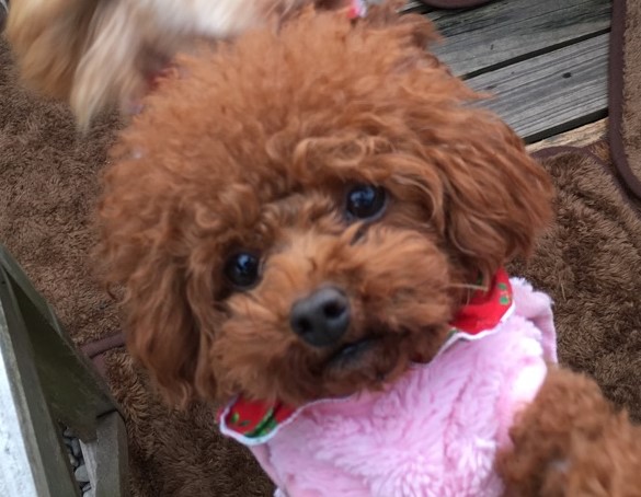 母犬 バイン