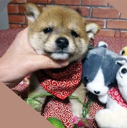 看板犬の冬ちゃんの子が登場!!