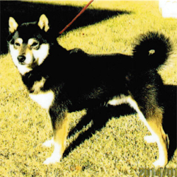 父親犬:六郎(黒)チャンピオン