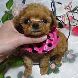 マイクロな、おチビちゃん