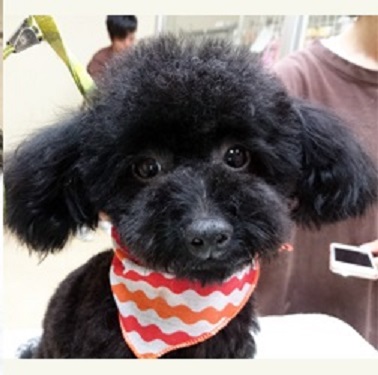 母親犬:コン