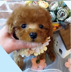 超キュートなお姫様♪