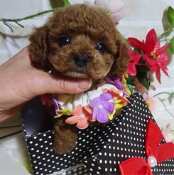 少し長めの垂れ耳が可愛い〜〜(*^▽^*)