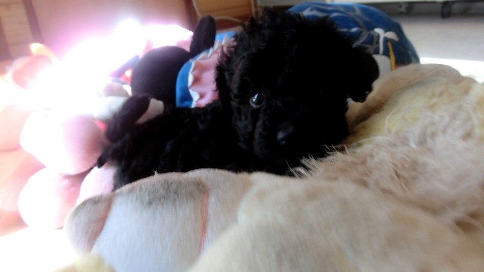 ぬいぐるみなどフカフカなものが大好き。