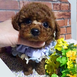 クリクリした大きな目がチャームポイント🌟