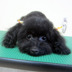 母犬 こん