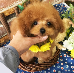 ちびっ子トイプー!!!