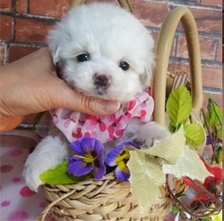 大人気！ミックス犬のマルプーちゃん♪