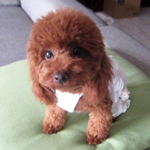母親犬:ベベ