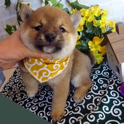 可愛い、ムッチリボディー!!