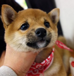 アイラインくっきり、大きいお目目の垂れ目さん。