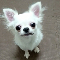母親犬:クレマ