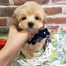 超キュート♪人気のマルプーちゃん!