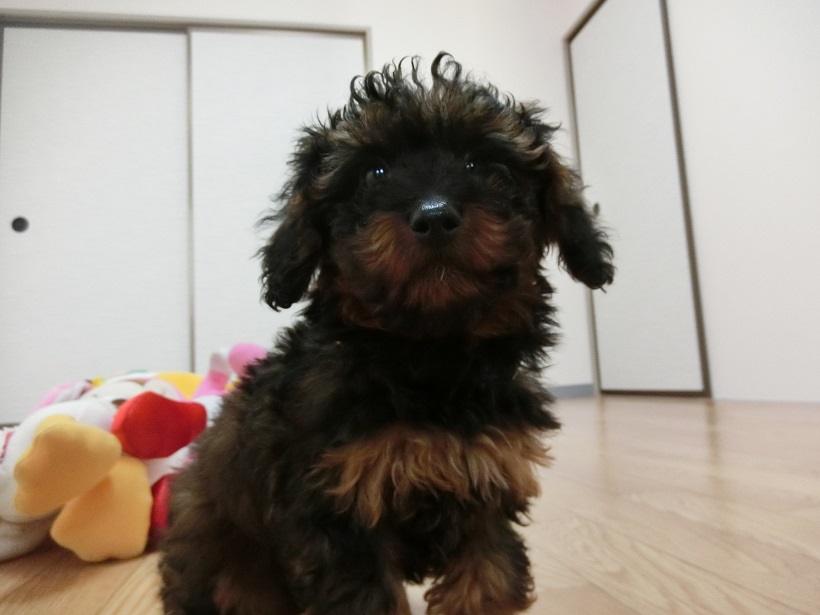 間近で見るとキリッとした顔立ち。小さなハンサムボー