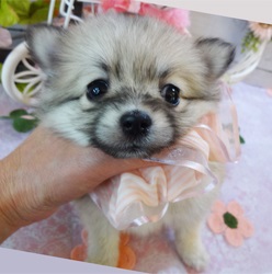 可愛すぎて・・・「ズルい女」 ポメチワちゃん。