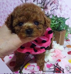 小さな天使が舞い降りました👼