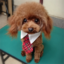 母親犬:ポコ