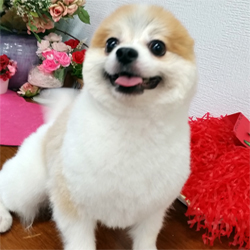 母親犬:ビセット