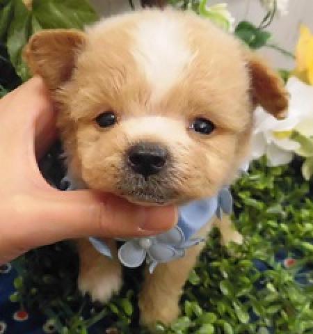 おめめウルウルチワプー君
