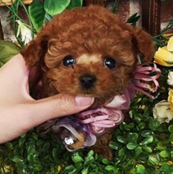 ちびっ子トイプーちゃん!