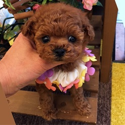 ちびっ子ティーカップちゃん!!